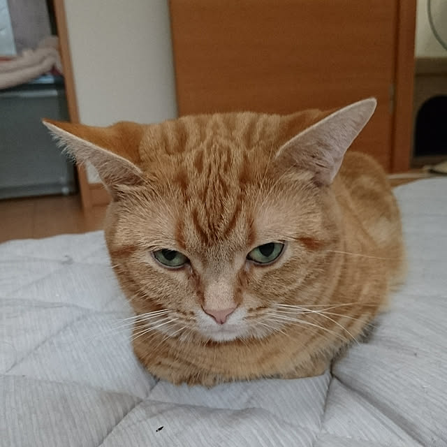 shinobuさんの実例写真