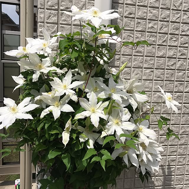 shitoshiさんの実例写真