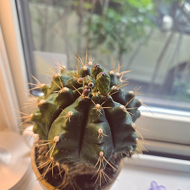mutyukingさんの実例写真