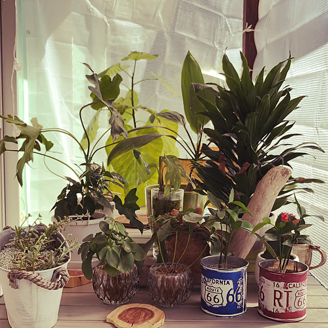pinocoさんの実例写真
