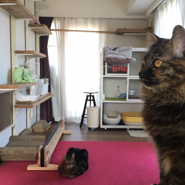 mikomaruさんの実例写真