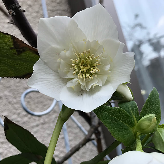 roserose555さんの実例写真