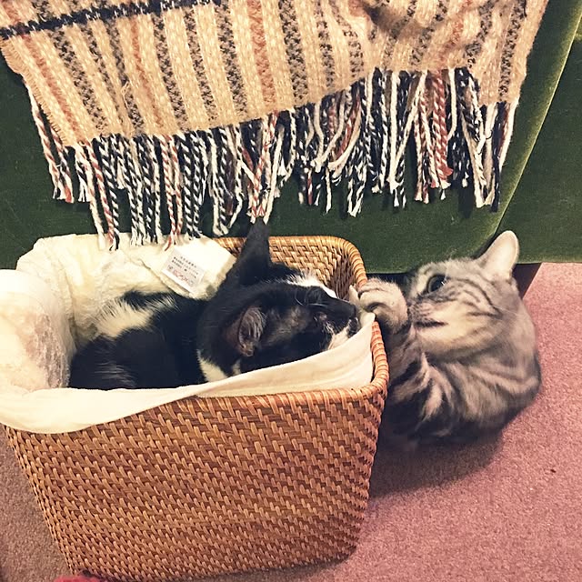 mikomaruさんの実例写真