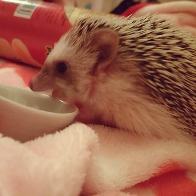 kuruさんの実例写真