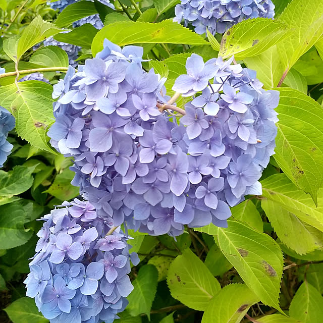 ai-nyanko.さんの実例写真