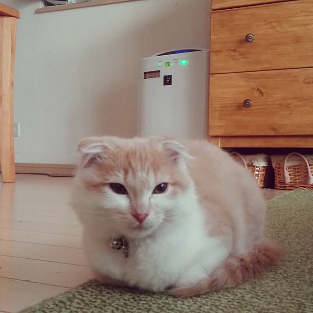 yuさんの実例写真