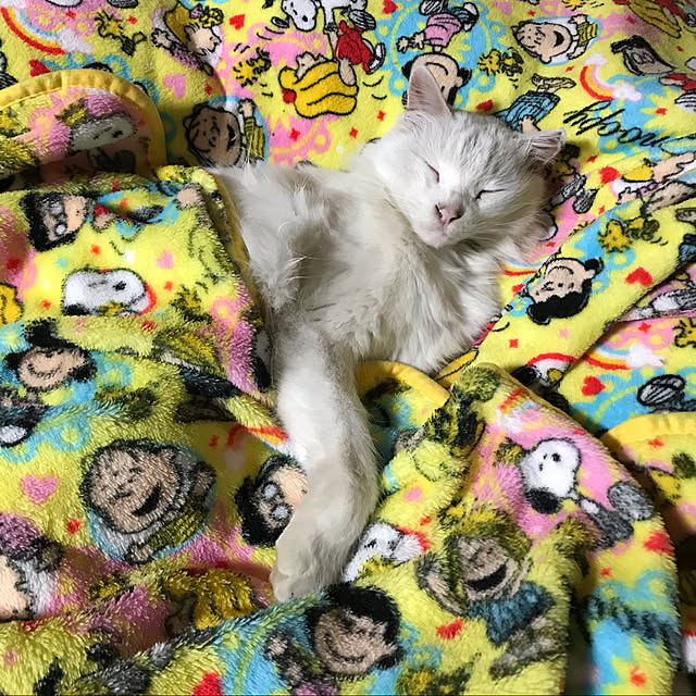 soraさんの実例写真