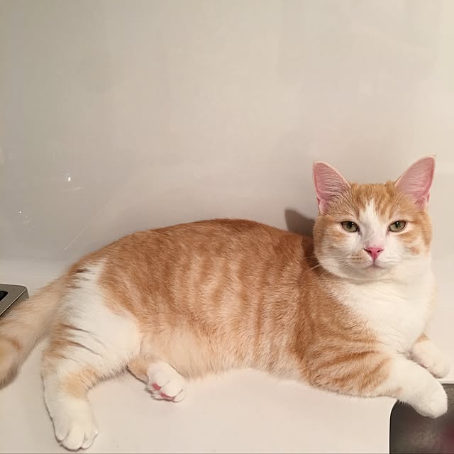 korinkorinさんの実例写真