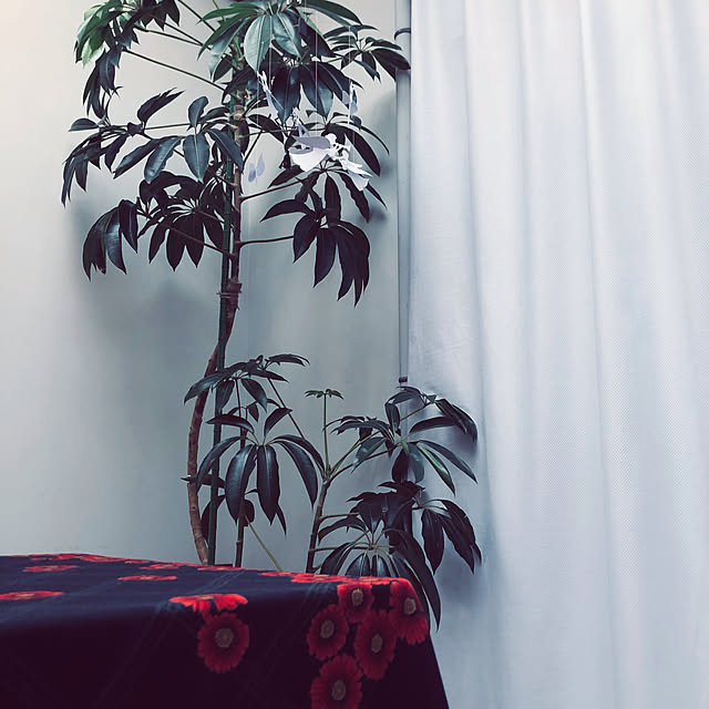 chacoさんの実例写真