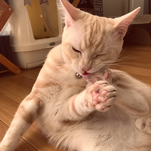 hiyupan88さんの実例写真
