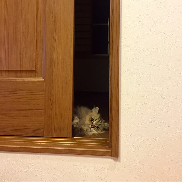 butachanさんの実例写真