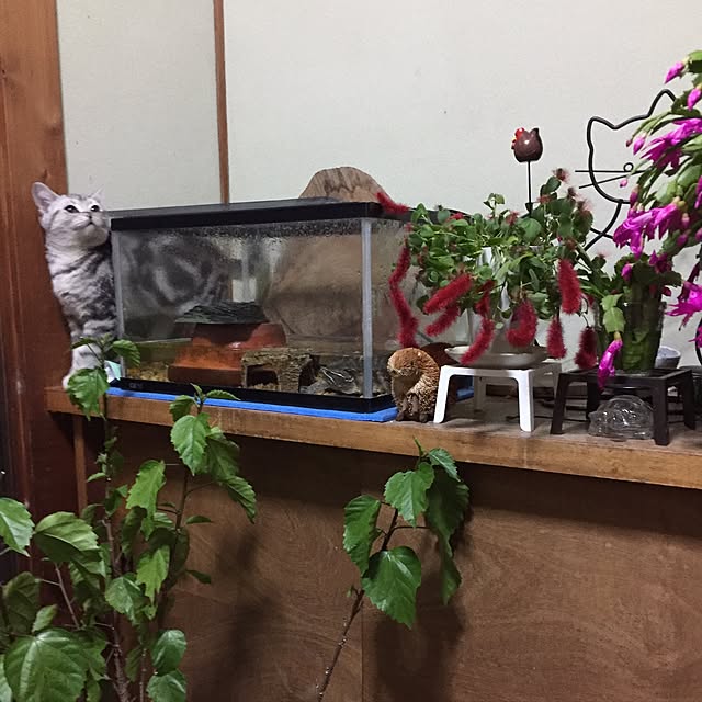 tanutanさんの実例写真