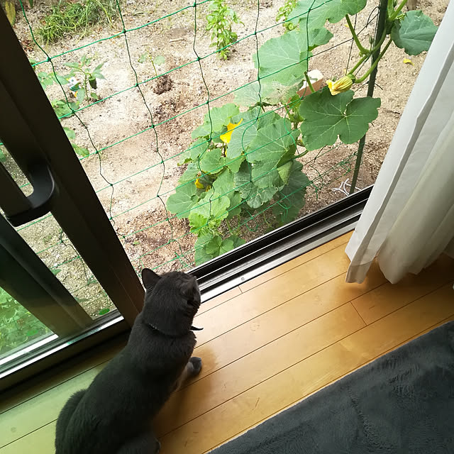 guriさんの実例写真