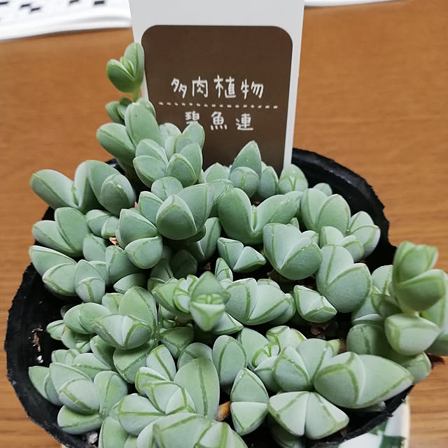 Ayaさんの実例写真