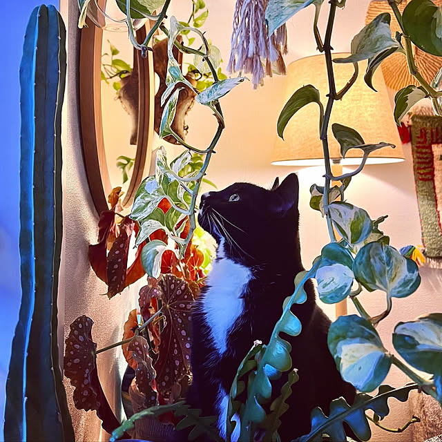ochoriさんの部屋