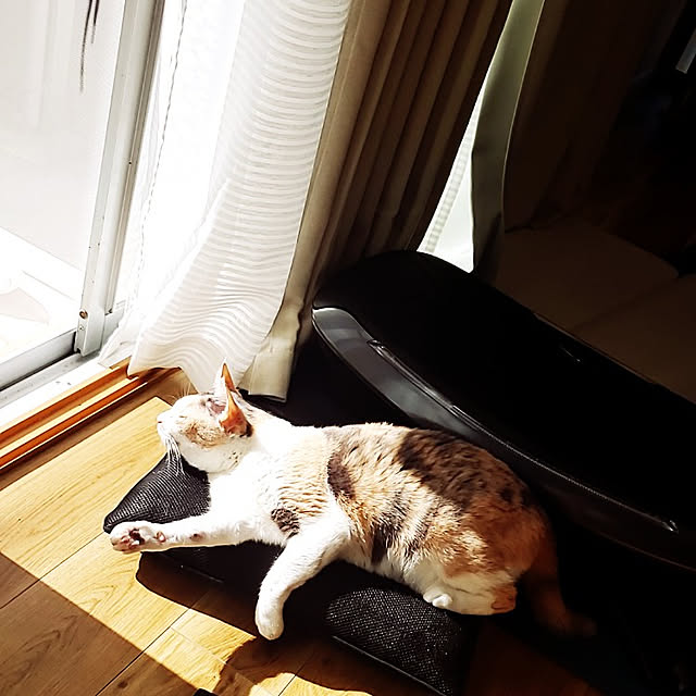 kakkyさんの実例写真