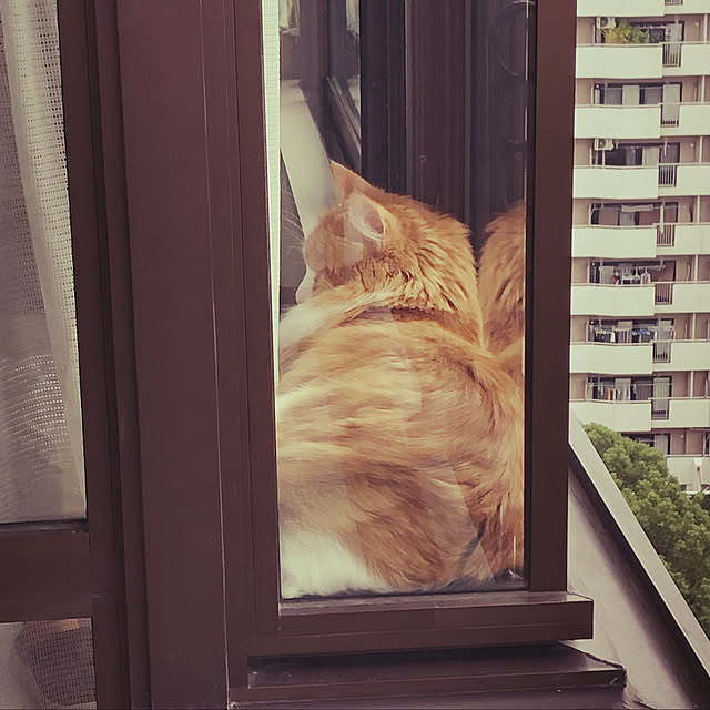 uchidaizuさんの実例写真