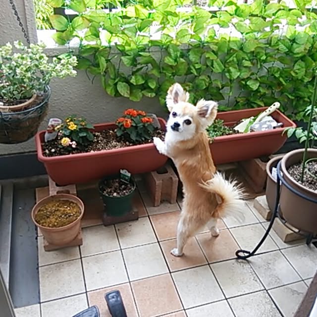 nob0309さんの実例写真