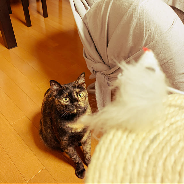 mameazさんの実例写真