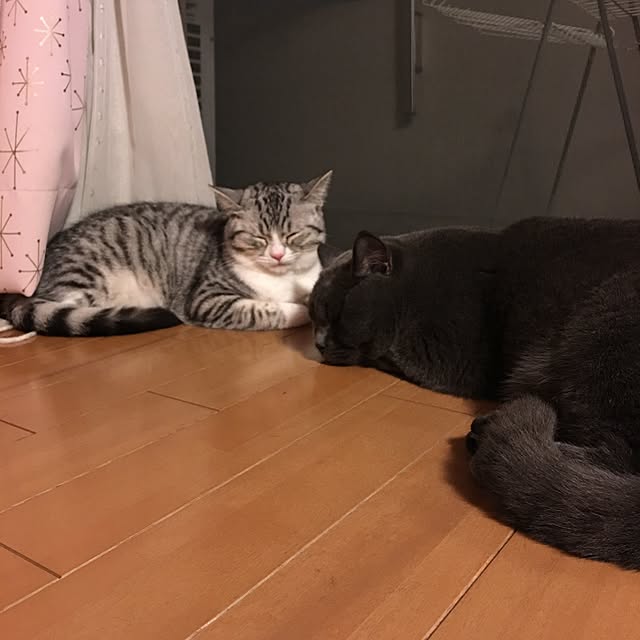 Shojiさんの実例写真