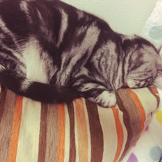 mosuさんの実例写真