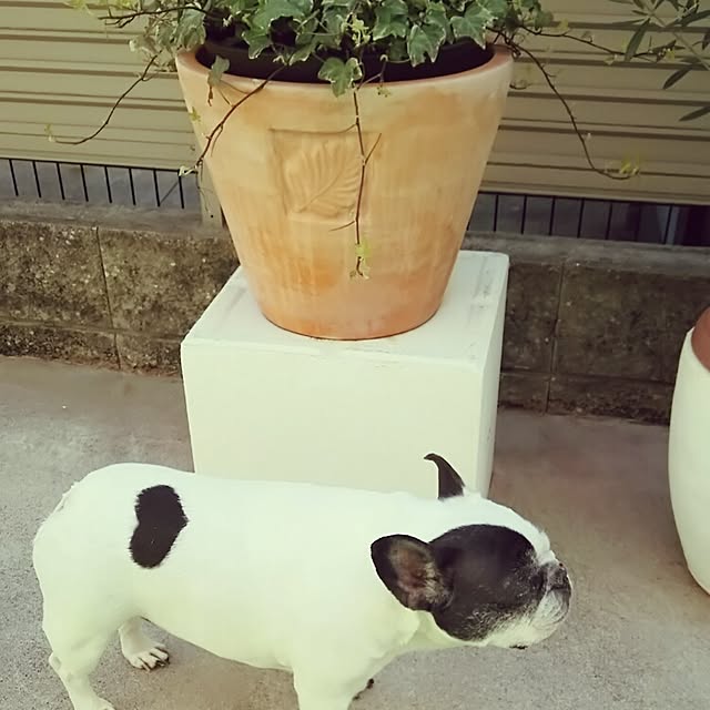 panchobiさんの実例写真