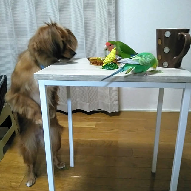 toratanさんの実例写真