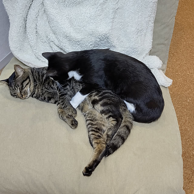 hihaさんの実例写真