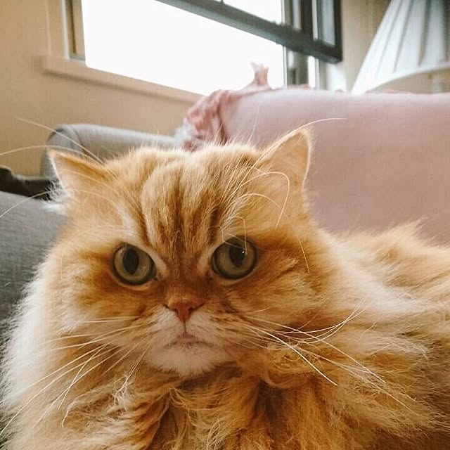 Mellonさんの実例写真