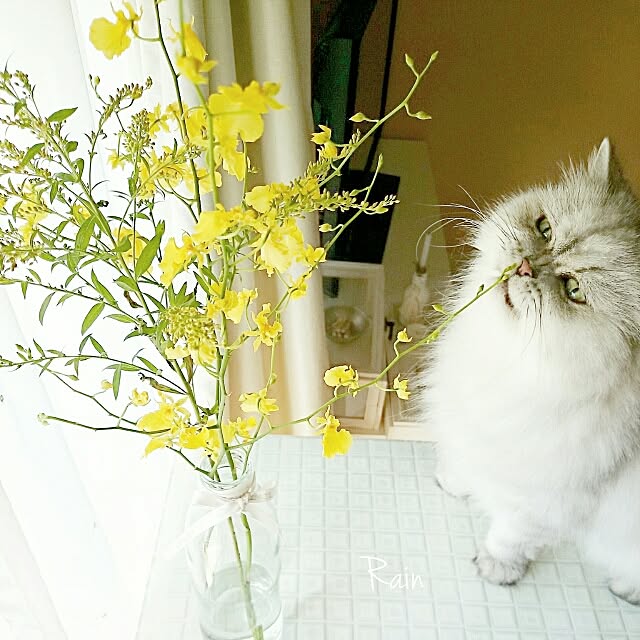 marikoさんの実例写真