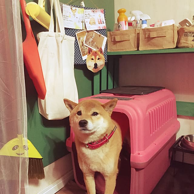 shibaさんの実例写真