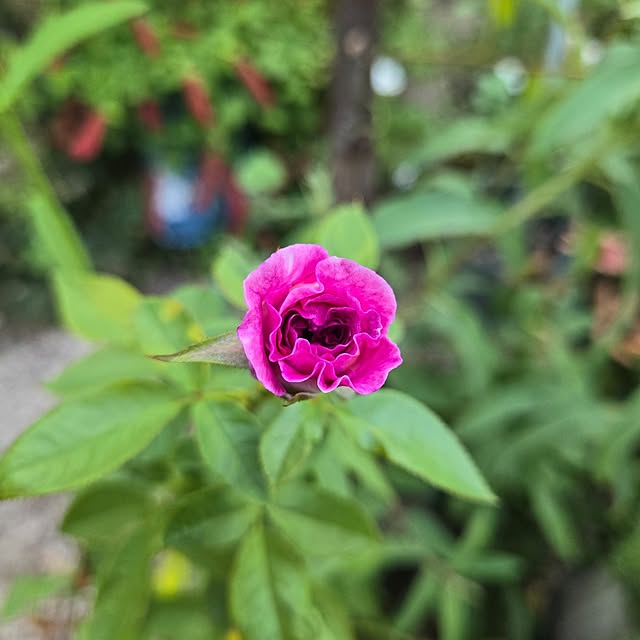 min_nimさんの実例写真