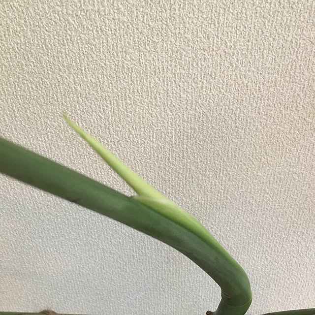 yosseyさんの実例写真