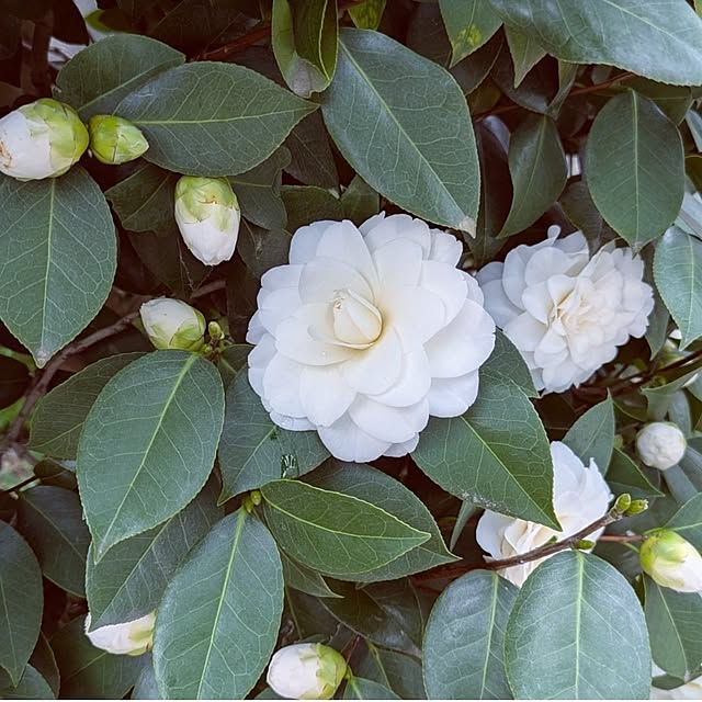 ku-garnet18さんの部屋