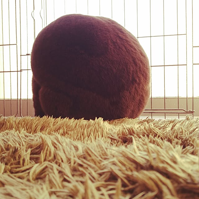 usagiさんの実例写真