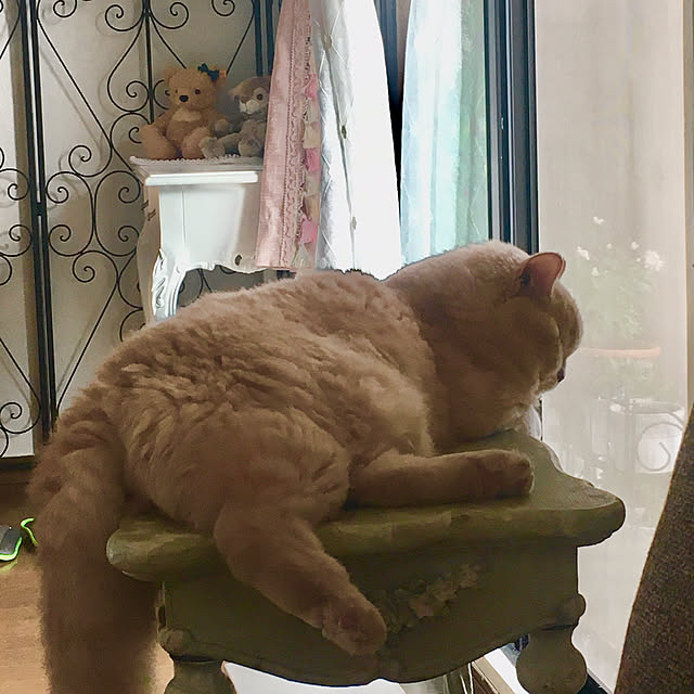 naokoさんの実例写真