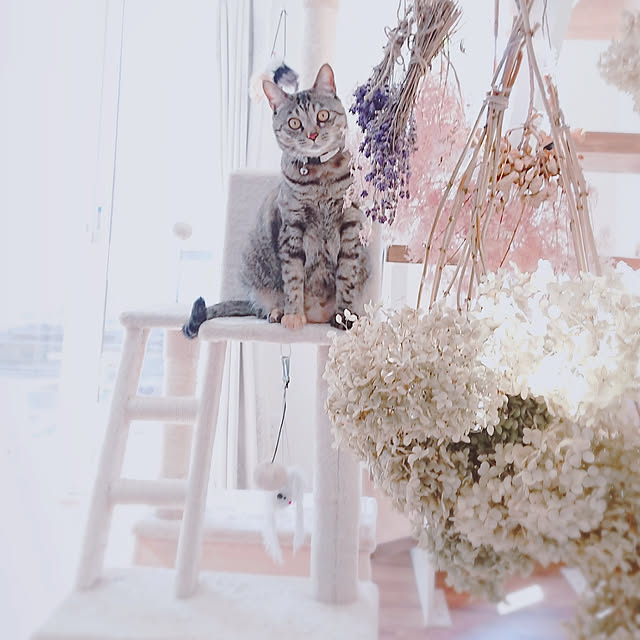 mamimamipockyさんの実例写真