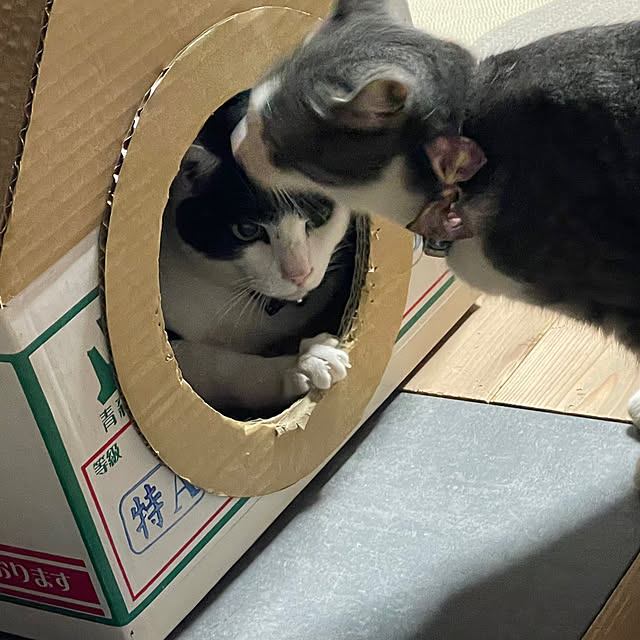 nekosamaさんの実例写真