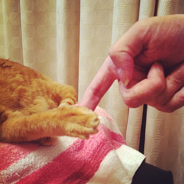 cyokotaroさんの実例写真