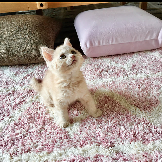 naokoさんの実例写真
