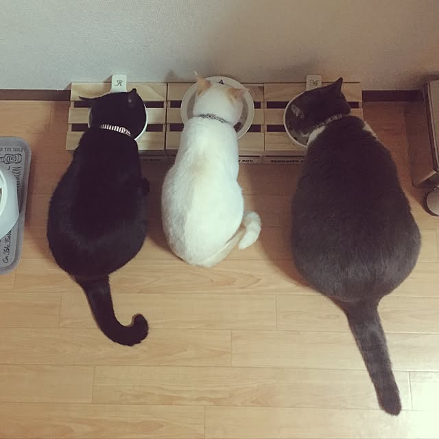 toufuさんの実例写真