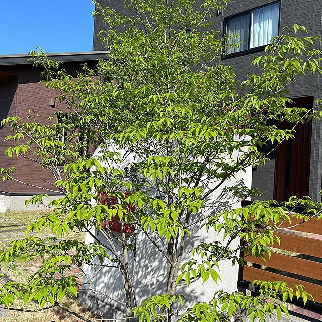 seiさんの実例写真