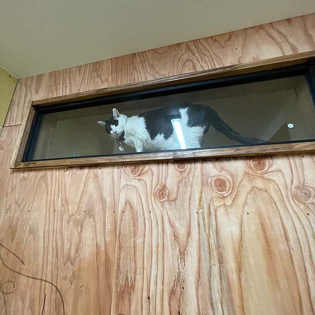 nekosamaさんの部屋