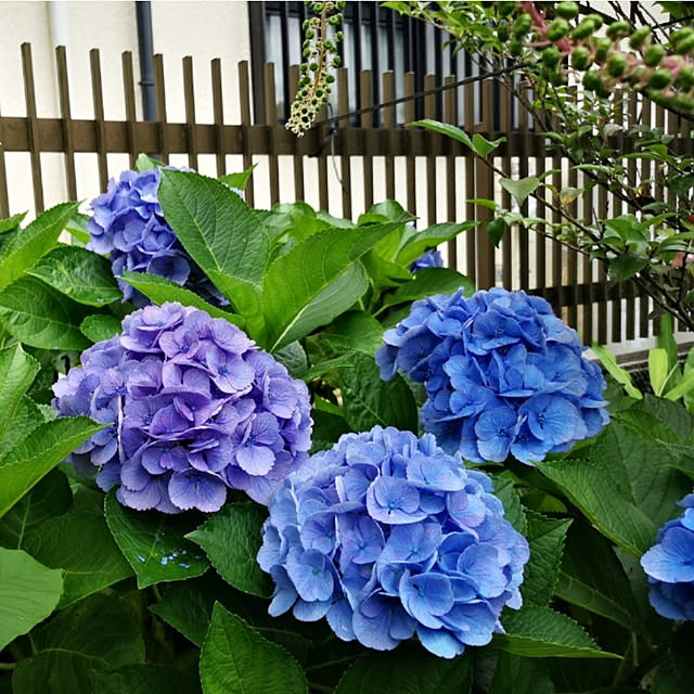 ku-garnet18さんの実例写真