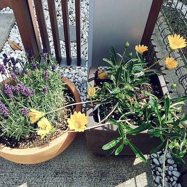 部屋全体/オレンジ色のガザニア♡/久しぶりの晴天/居心地の良い家/ラベンダーの香り...などのインテリア実例 - 2022-05-18 09:08:22