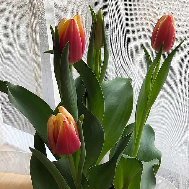 Chokoさんの実例写真