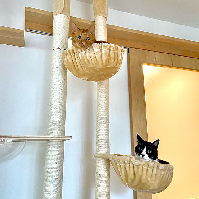 pooさんの実例写真