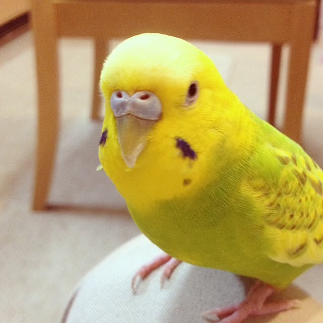 Sachuさんの実例写真