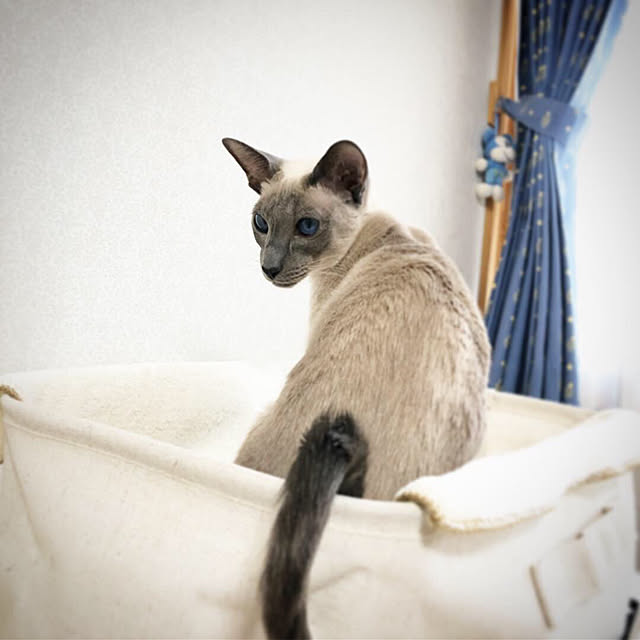 mujinekoさんの実例写真