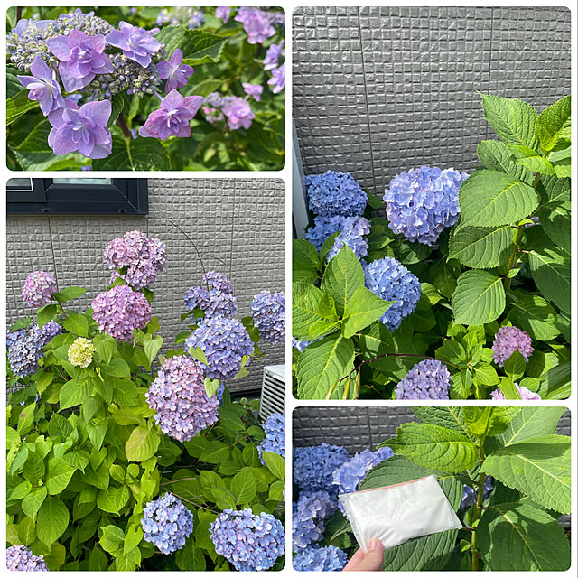 posauruさんの実例写真
